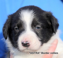 Black and white male, Smooth to Medium coat, Border collie puppy